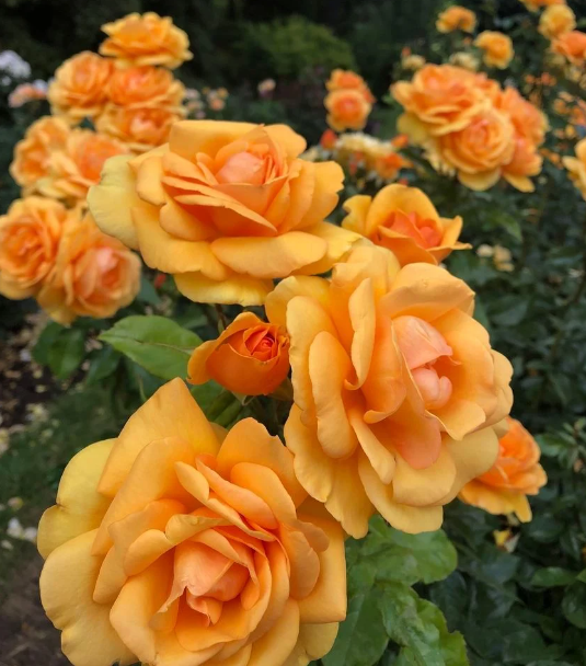 A Blooming Opportunity: Winter Rose Care in Campbell