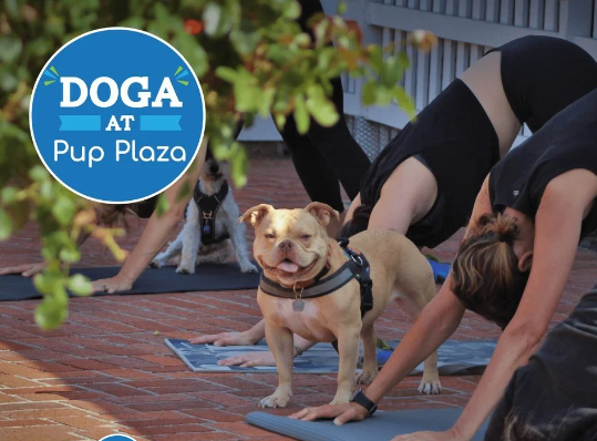 Experience the Bonding Power of Doga: A One-of-a-Kind Yoga Event for You and Your Pup!