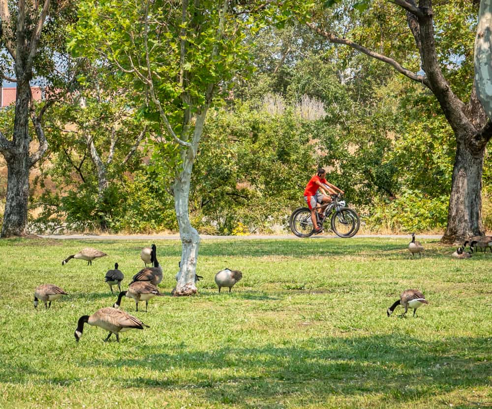 The gateway to natural beauty: Campbell Park's access to the Los Gatos Creek Trail.