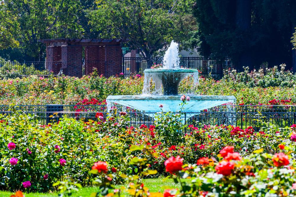 Experience the peak blooming season in May at San Jose's Municipal Rose Garden for an unforgettable visual feast.