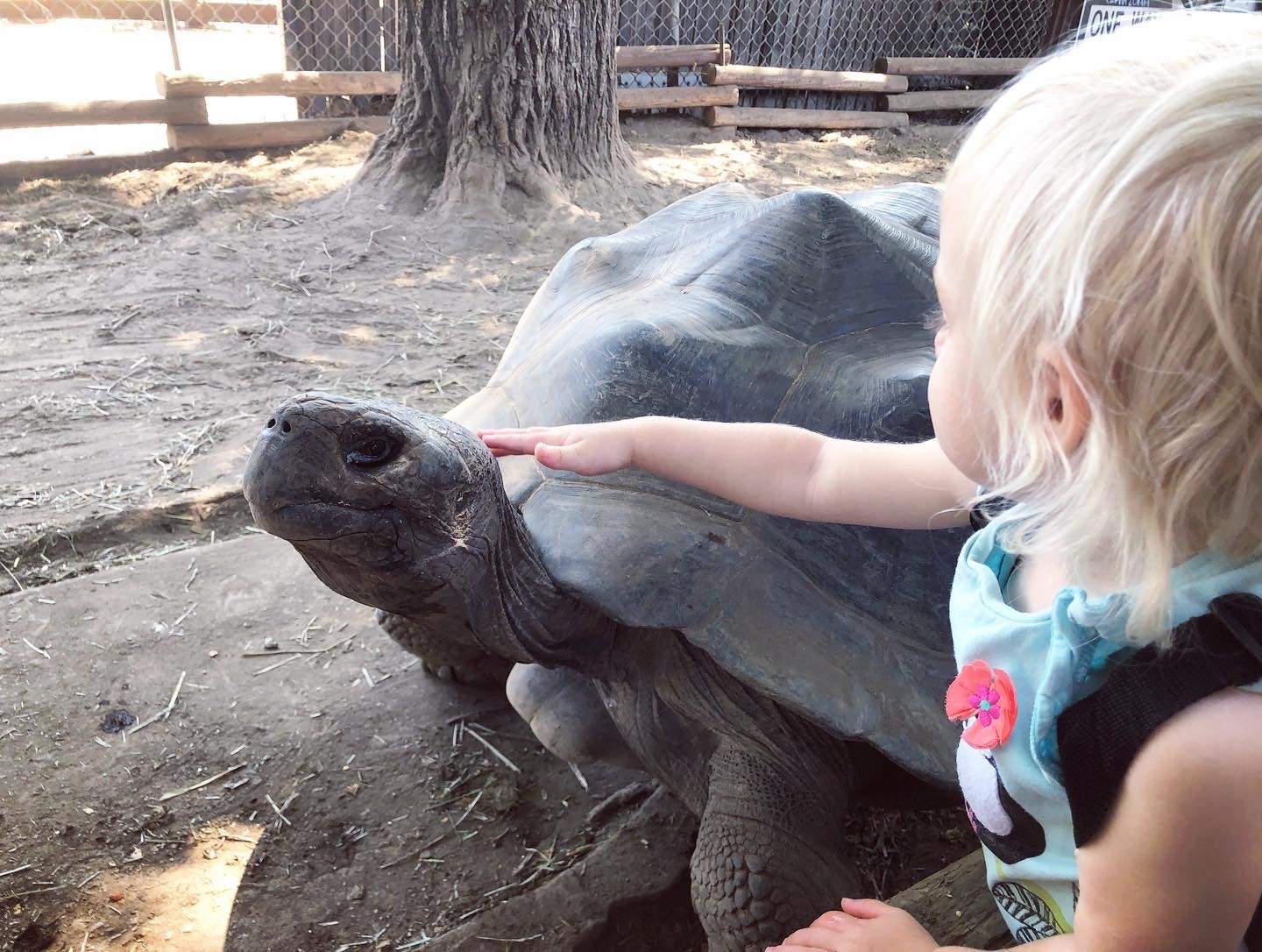 The Tortoise Home Campbell in Campbell, CA