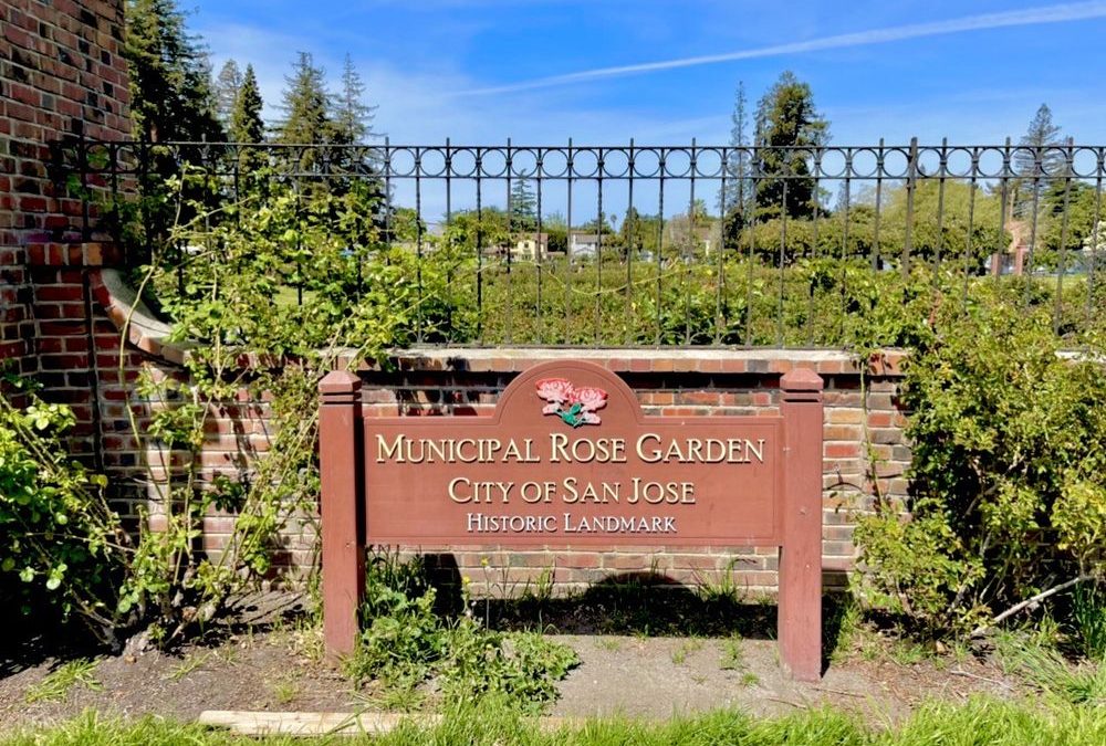 San Jose’s Municipal Rose Garden: A Hidden Gem in the Heart of California