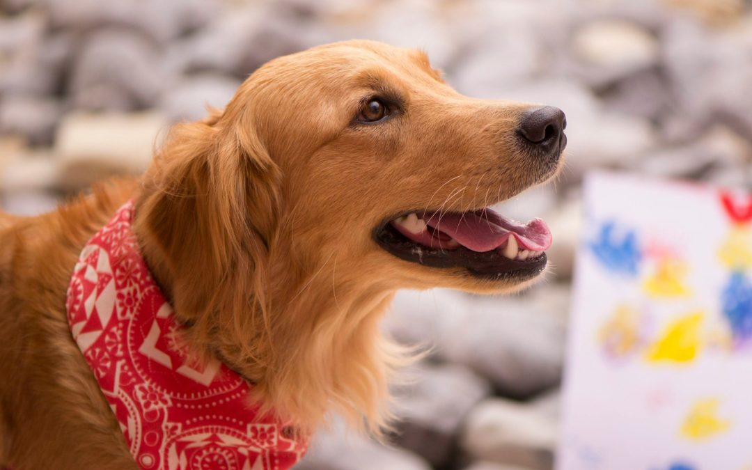 Paint Your Pet Night: A Tail-Wagging Good Time in Campbell