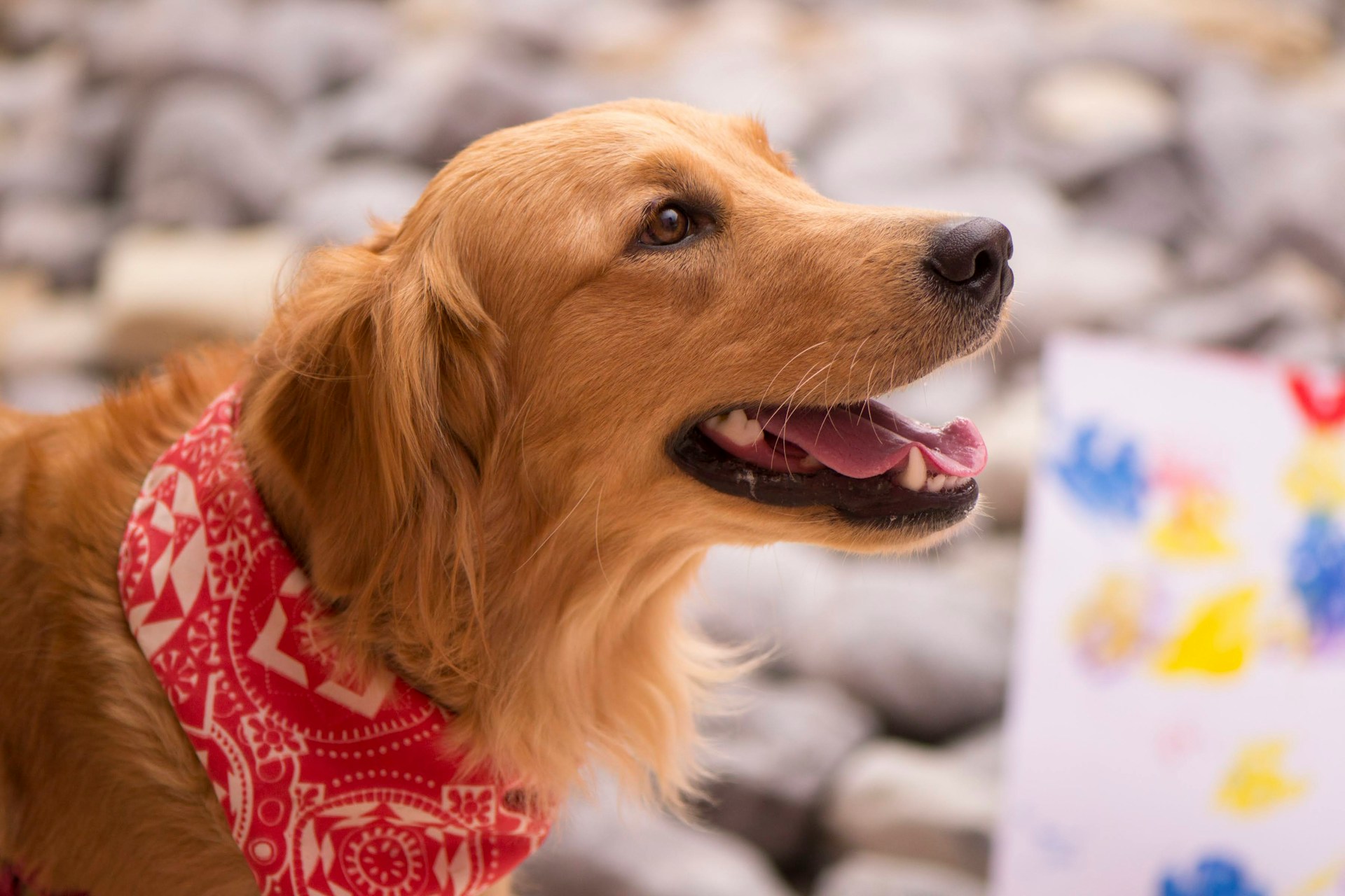 Paint Your Pet Night: A Tail-Wagging Good Time in Campbell